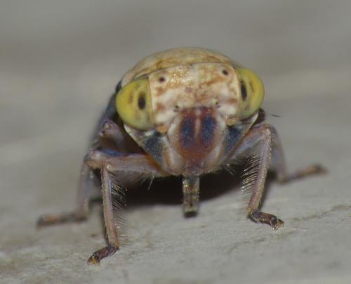 Acericerus ribauti